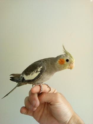 למכירה 2 תוכי קוקטייל האכלת