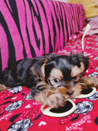 גורי יורקשייר טרייר מהממם מחפשים בית חם