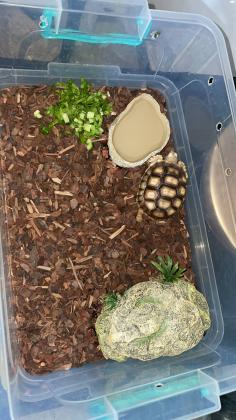 צב סודני בן 7 חודשים