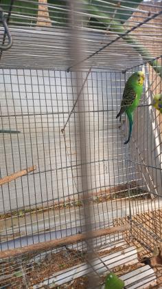 3 נקבות בוגרות בצבע ירוק