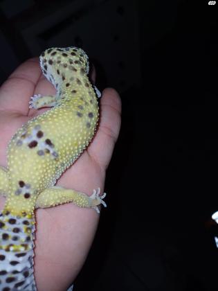 מוציא למכירה שממית מנומרת בוגרת