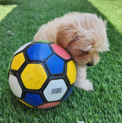 גורי מלשי (מלטז/שיצו)מהממים ביופיים, בע...