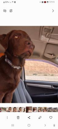 לברדור גזעי מתוק ומיוחד