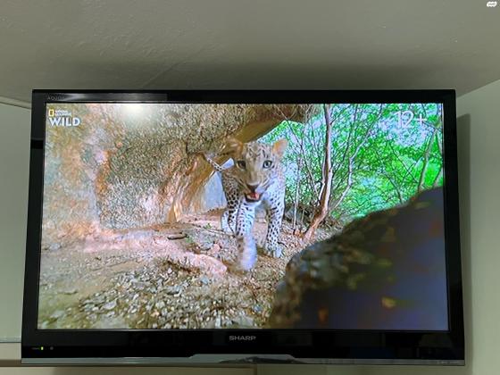 טלויזיה שארפ 32 אינצ' LCD