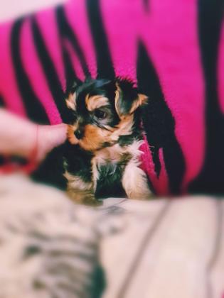 גורי יורקשייר טרייר מהממם מחפשים בית חם