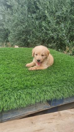 גורי לברדודל יפים וחמודים בצורה