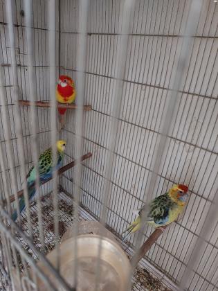 למכירה פריטים יפים של רוזלה