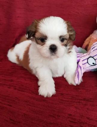 כלבים שי-צו מכירה