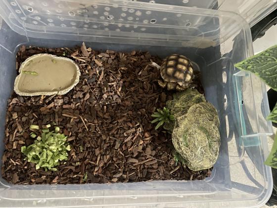 צב סודני בן 7 חודשים