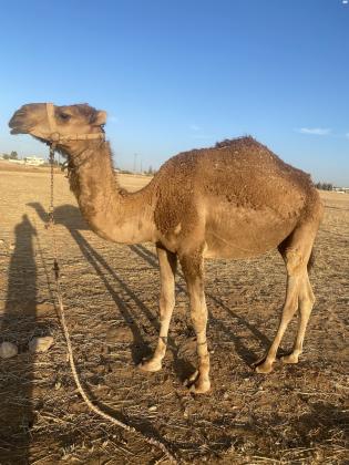 גמל בן 4 שנים למכירה באיזור באר שבע