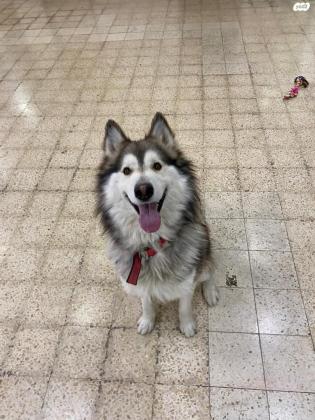 פרדי הוא האסקי מעורב במלמוט בן שנה וחצי