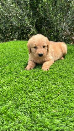 גורי לברדודל יפים וחמודים בצורה