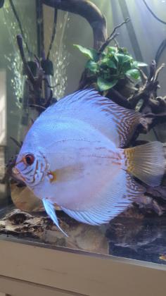 שלום דגי דיסקוס למכירה לפי