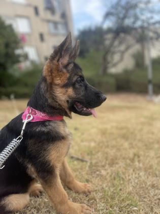 כלבה נחמדה למכירה בן 3 חודשים