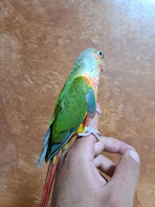 גרין שיק אננס משובח אדום