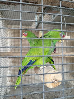 למכירה זוג אמזונה משקפיים עובד