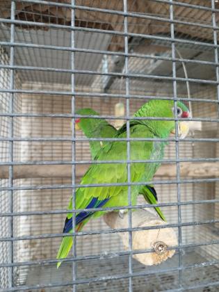 למכירה זוג אמזונה משקפיים עובד