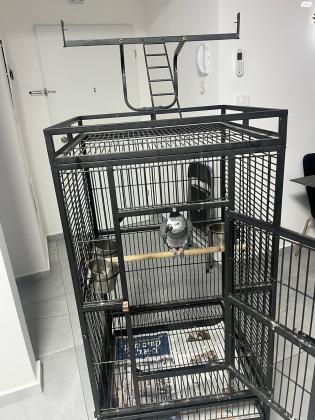 למכירה תוכי גאקובן 2 מדבר