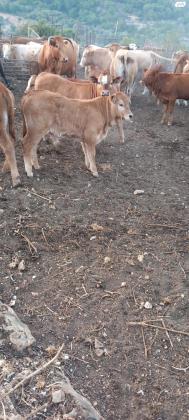 עגלים למכירה זכרים ונקבות גילאים