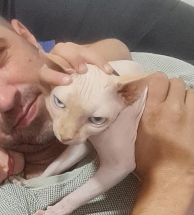 ספינקס קנדי גזעי בין 10 חודשים