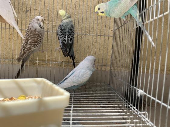 למכירה תוכונים יש אנגליים ויש אוסטרלים