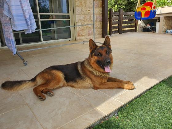 למכירה: כלב רועה גרמני, בן