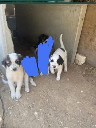 גורי כלבים בני כחודשיים יש