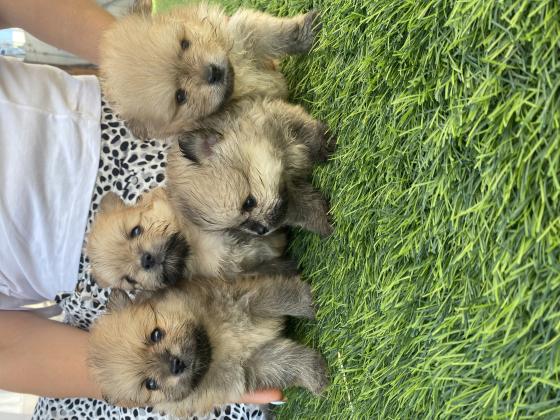 כלבי פומרניין יפים מאוד מחפשים