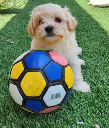גורי מלשי (מלטז/שיצו)מהממים ביופיים, בע...