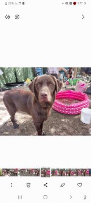 לברדור גזעי מתוק ומיוחד