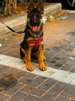 כלבה נחמדה למכירה בן 3 חודשים