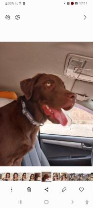 לברדור גזעי מתוק ומיוחד