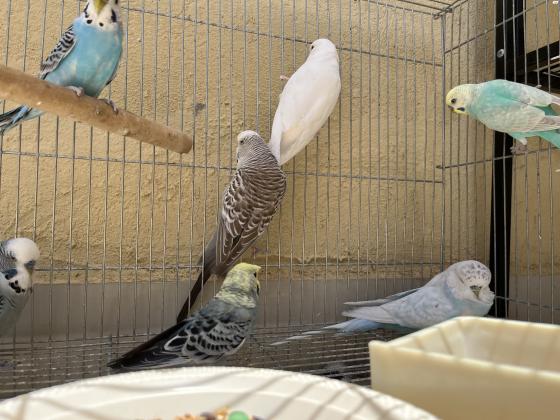 למכירה תוכונים יש אנגליים ויש אוסטרלים