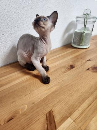 חתול זכר סוג החתול(חתול פרעוני)