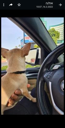 !!!!!!! מחפש כלה !!!!!!!!✔ציוואווה מינ...