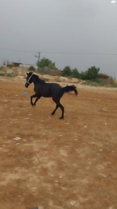 סוס פריזן טוב בן שנה