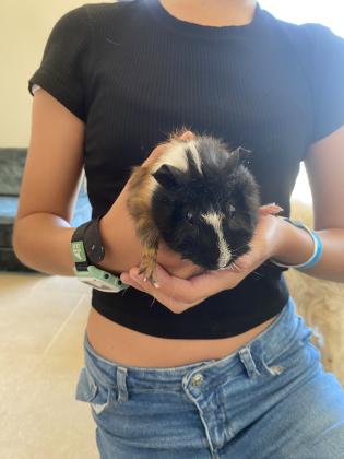 3 גורי שרקנים בני חודשיים