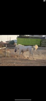 סוס ערבי טהור בן ישיר