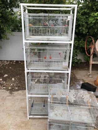 ווליר 300₪כלוב רביעייה יש 2