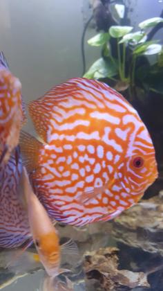 שלום דגי דיסקוס למכירה לפי