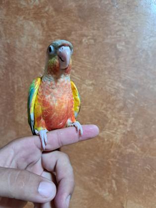 גרין שיק אננס משובח אדום