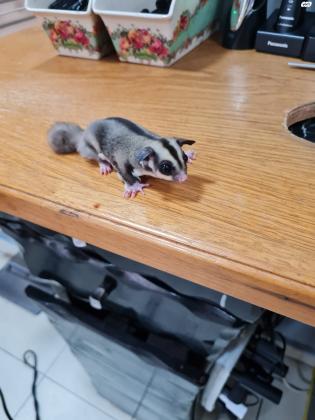 שוגר גליידר (סנאי מעופף) מהמם