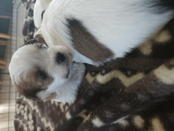 גורי שיצו מעורבים עם פודל