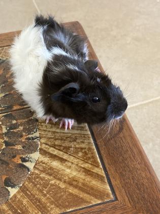 3 גורי שרקנים בני חודשיים