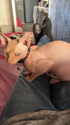 ספינקס קנדי גזעי בין 10 חודשים