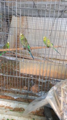 3 נקבות בוגרות בצבע ירוק