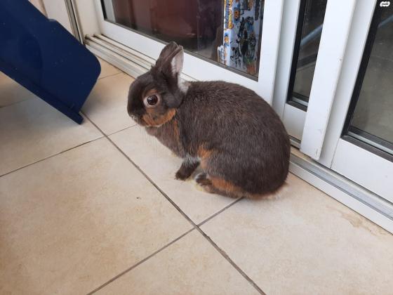 זוג ארנבות ננסי הולנדי מקסימים