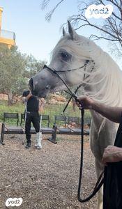 סוס ערבי מצרי טהור גזע