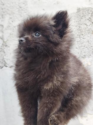 נקבות פומרניין, מאוד חברותיות ,