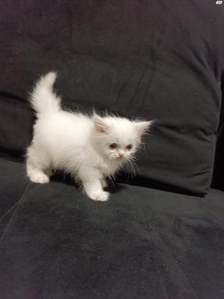 חתולה פרסית קלאסית יפייפיה לבנה